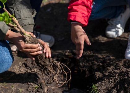 mitigate climate change by planting trees