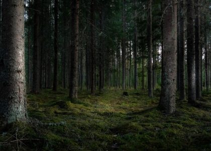 conserve the Environment by planting trees