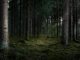 conserve the Environment by planting trees